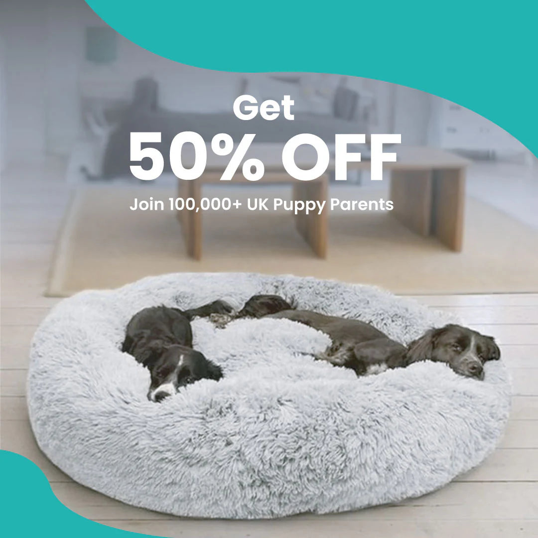 Reduce Stress, Anxiety and Give Your Dog a Better Sleep