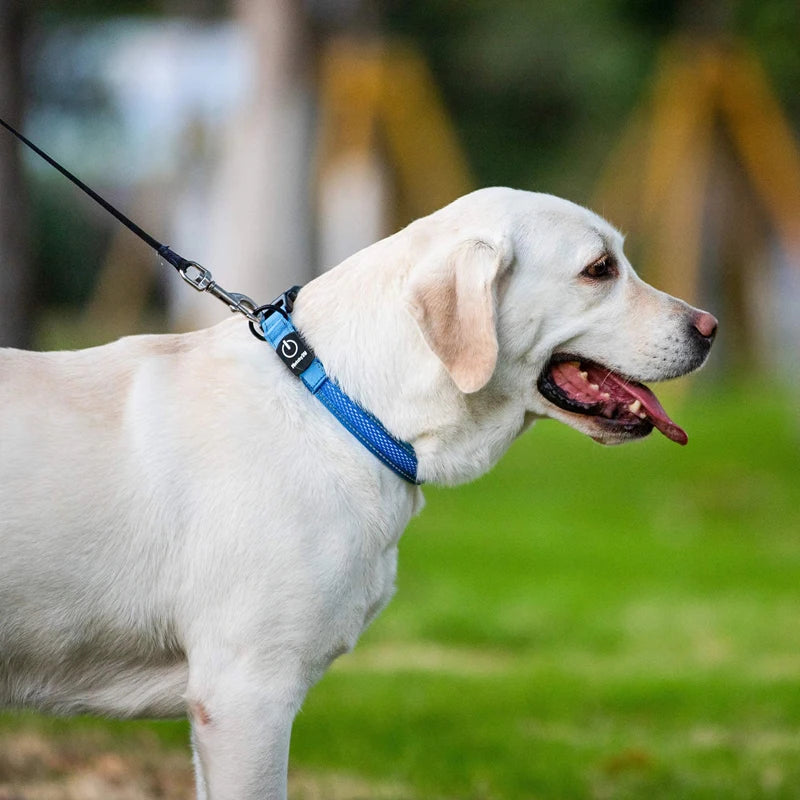 LED Dog Collar USB Rechargeable Comfortable Reflective Bright Light up Glow Collars for Small Medium Large Dogs